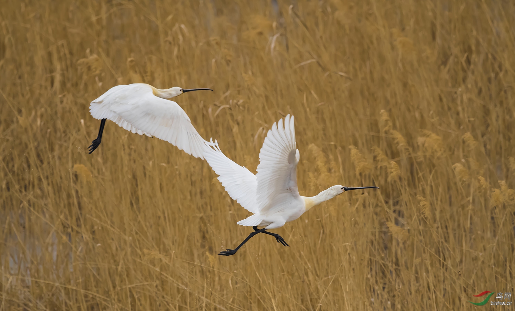 ������˫��