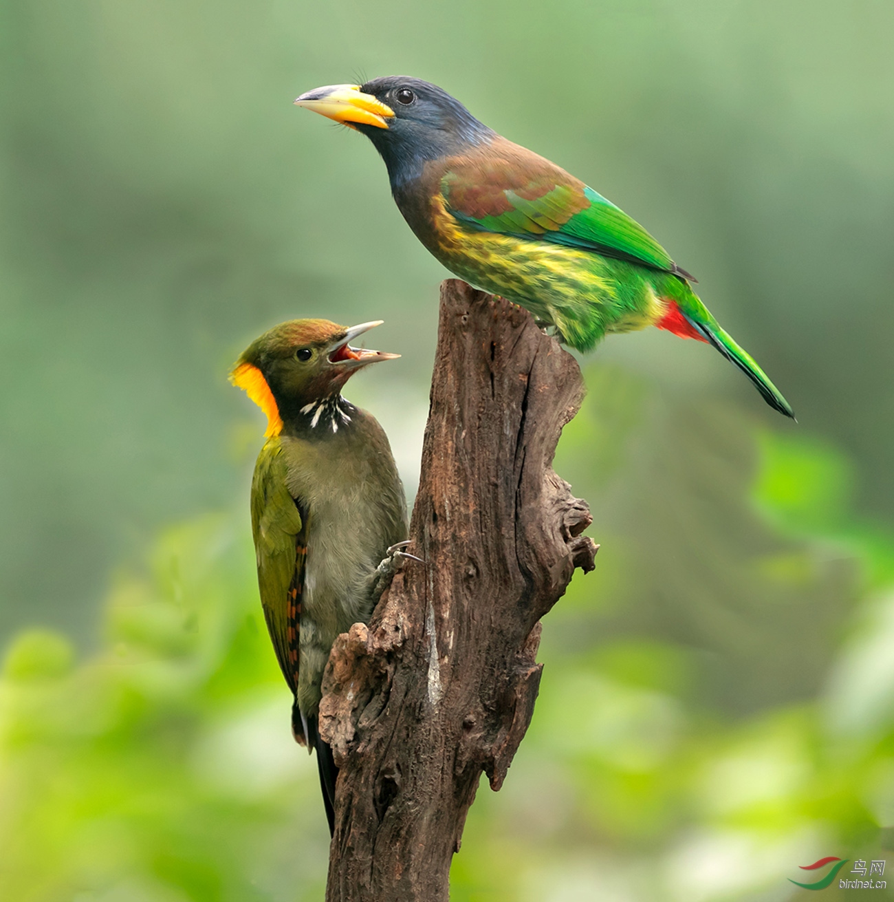 һ��׮�϶�ֻ��ľ��