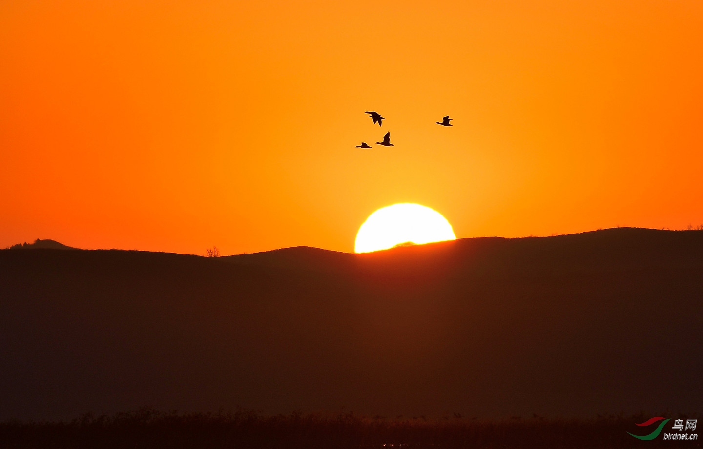 日出霞光映飞雁