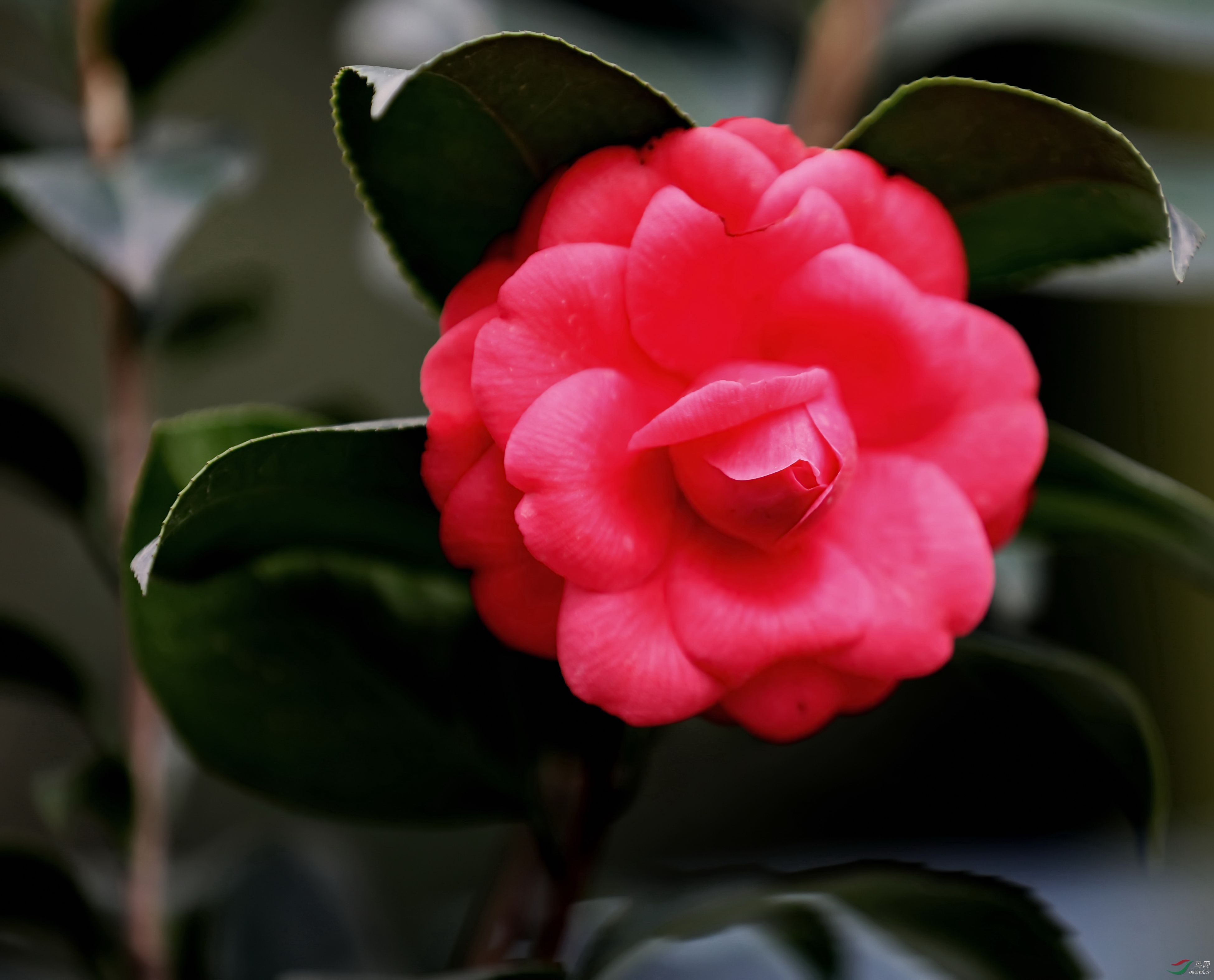 茶花