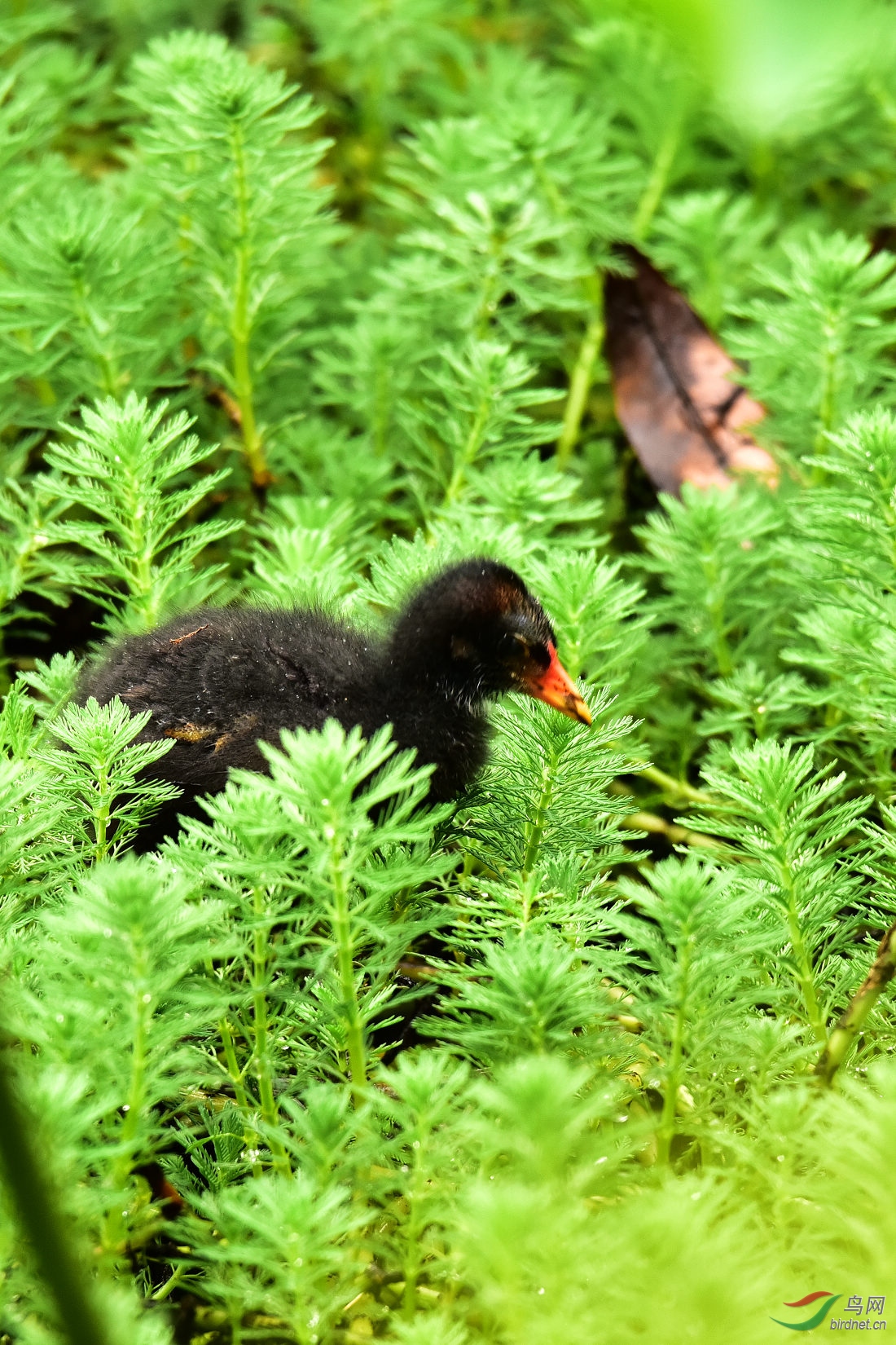 DSC_0564.JPG