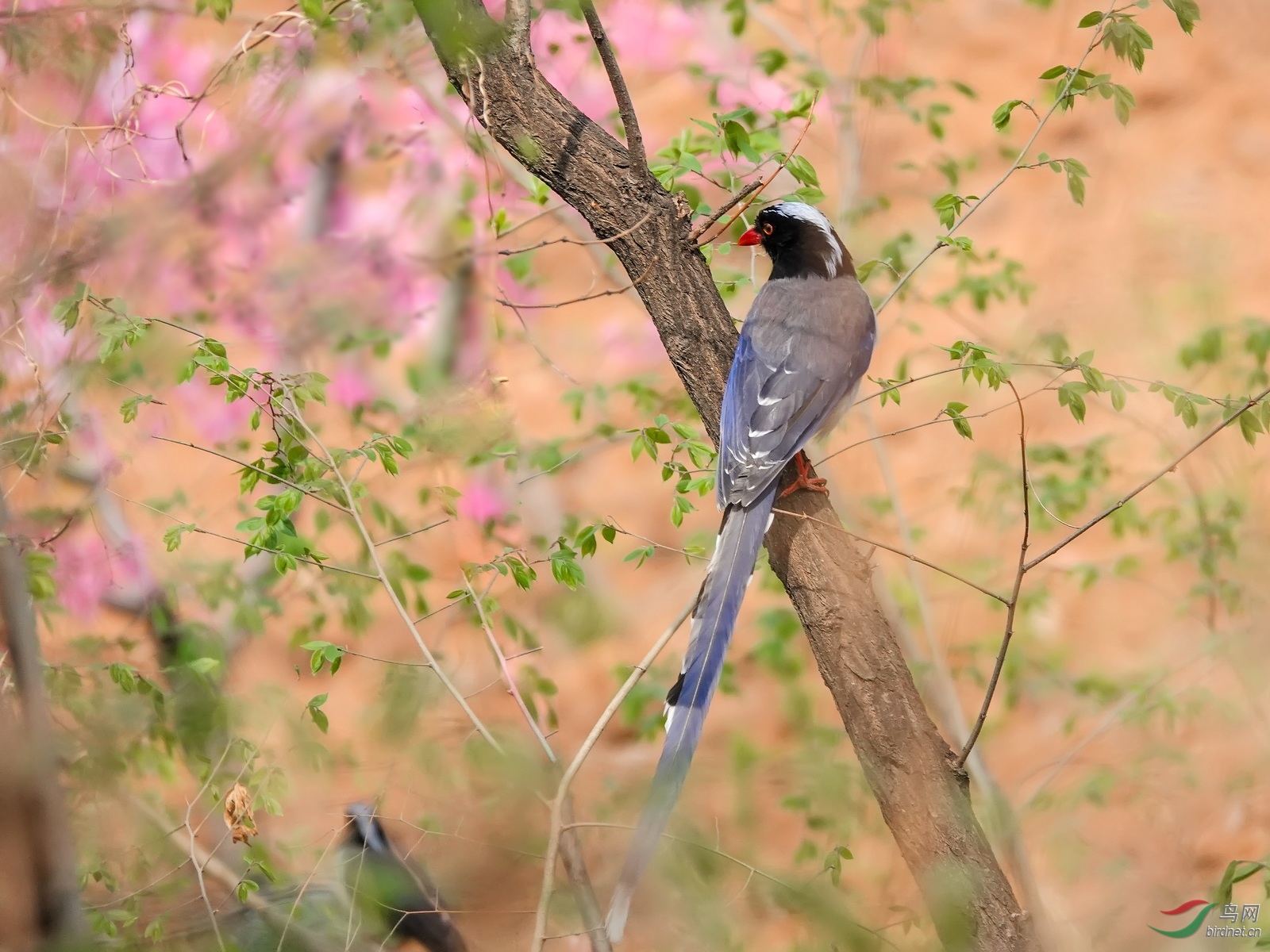 DSC08949ab.jpg