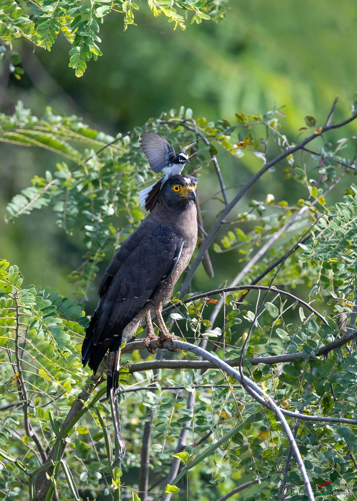 保护家园……白眉扇尾鹟攻退蛇雕 - 尼康专栏 鸟网