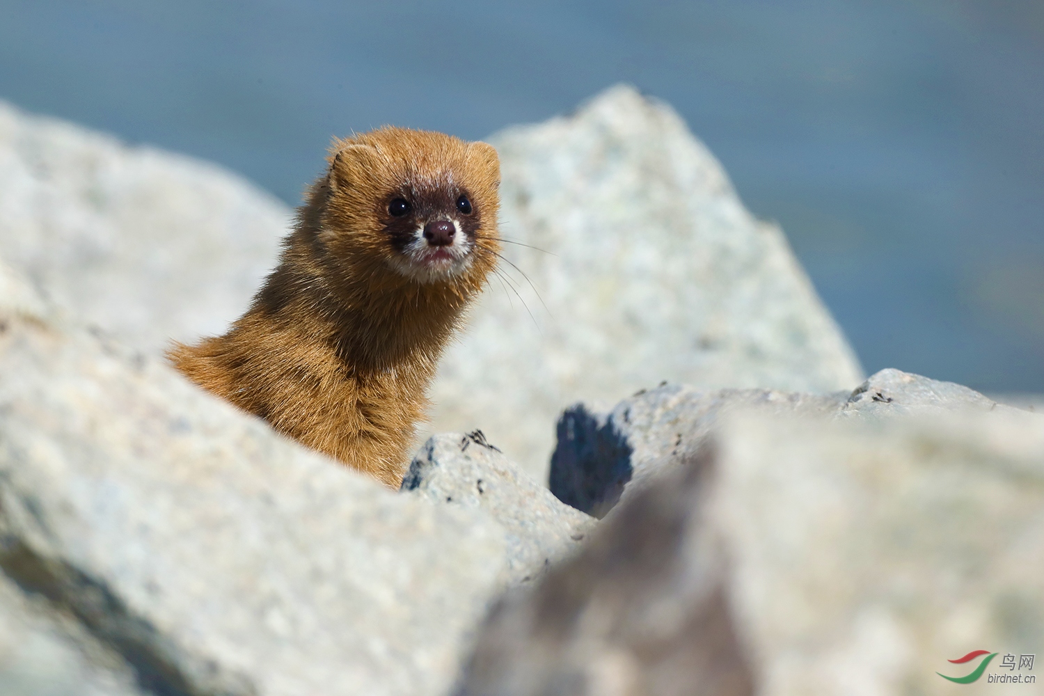 黄鼬贺获首页精华