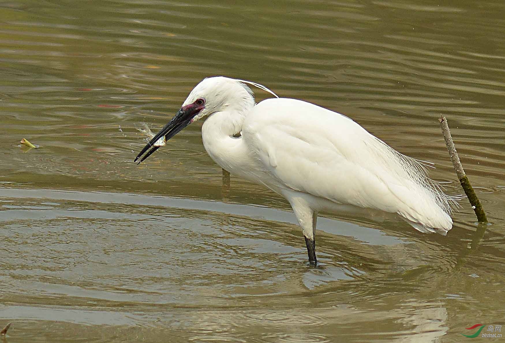 春天繁殖羽的小白鹭