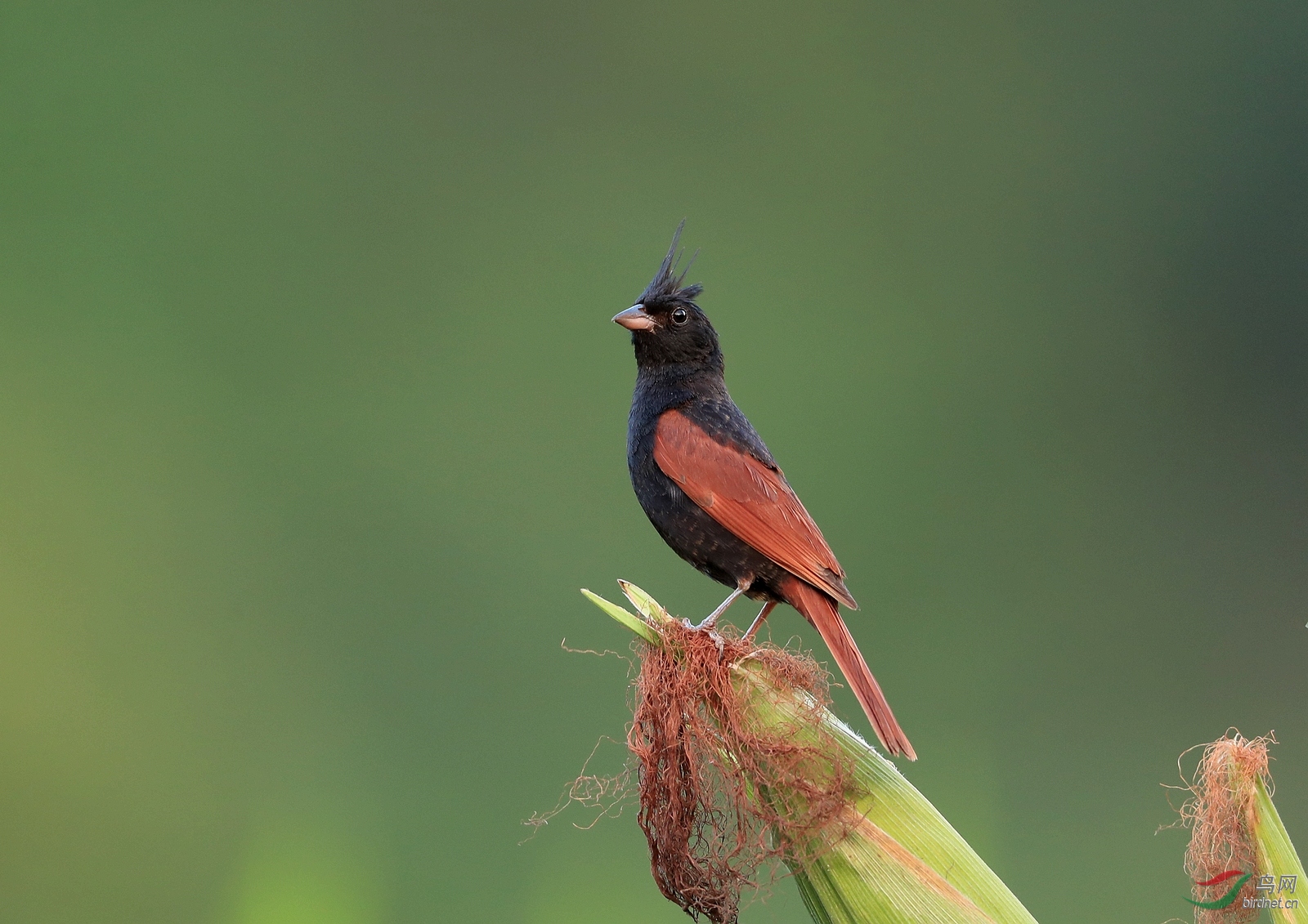 AI0I3799 - ����.JPG