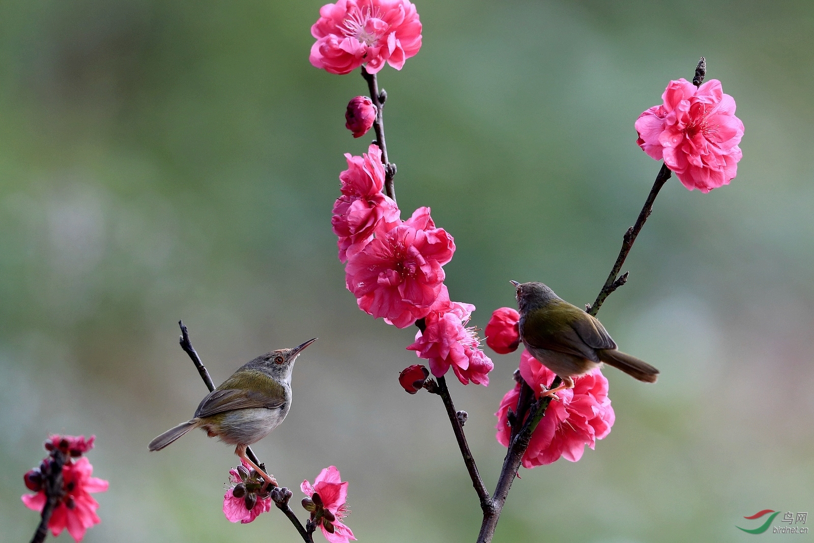 AI0I9781 - ����.JPG