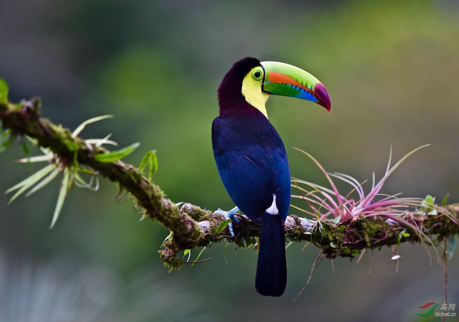 厚嘴巨嘴鸟恭贺老师荣获首页精华