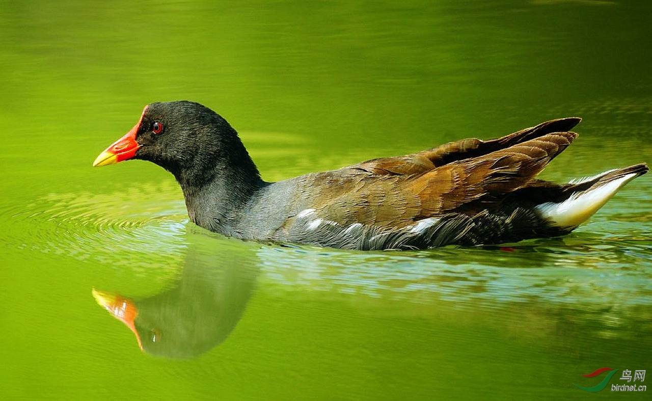 ��ˮ��  1.jpg