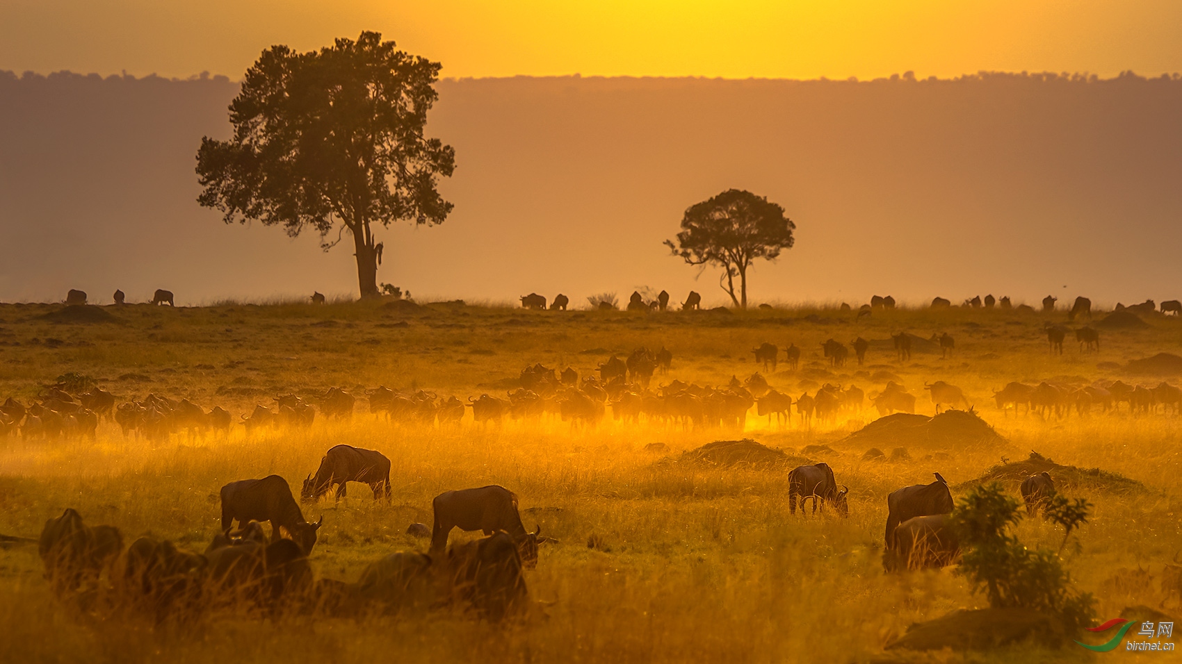 红尘滚滚(马赛马拉草原之世纪迁徙) 荣获首页精华>