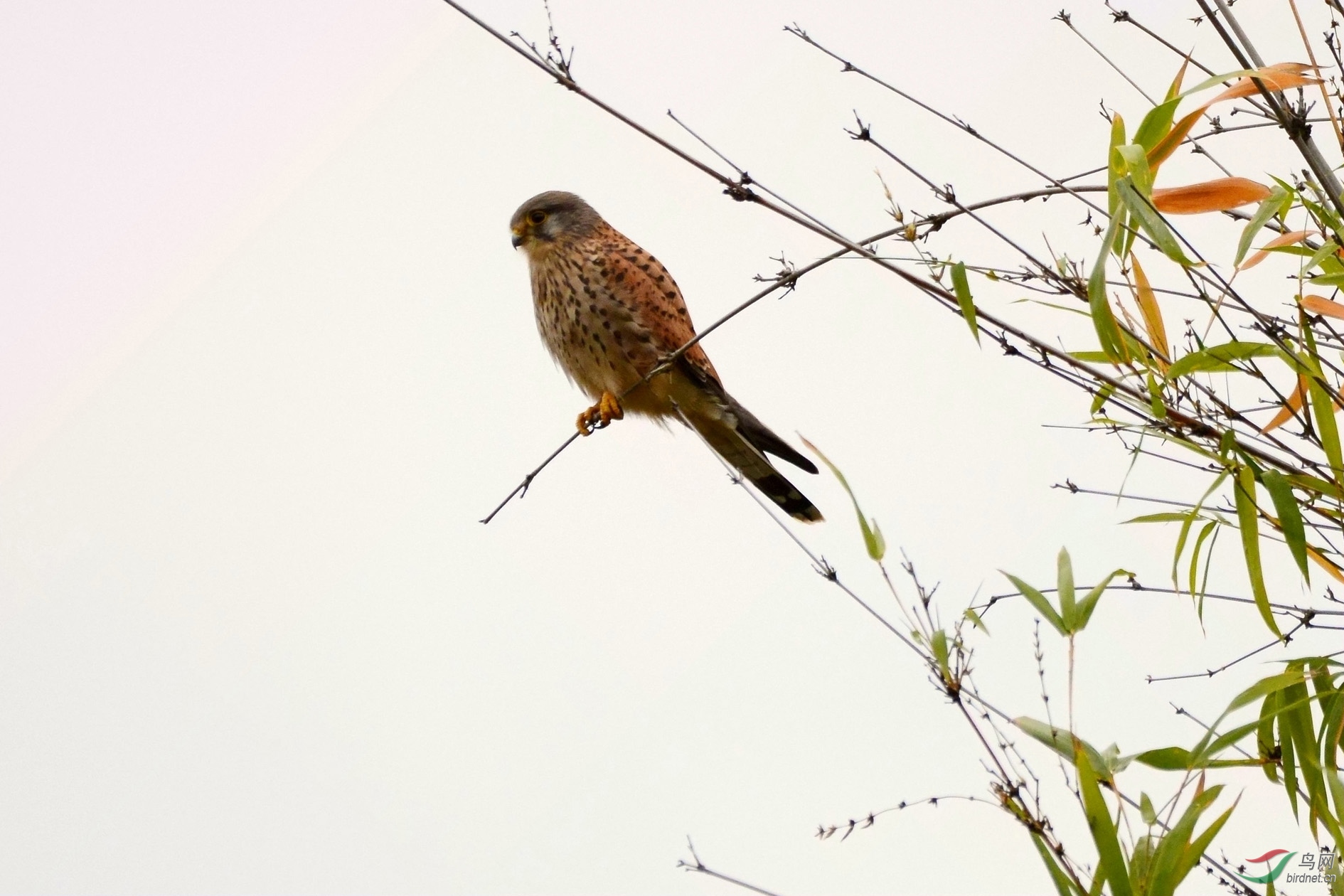 DSC_6595.JPG