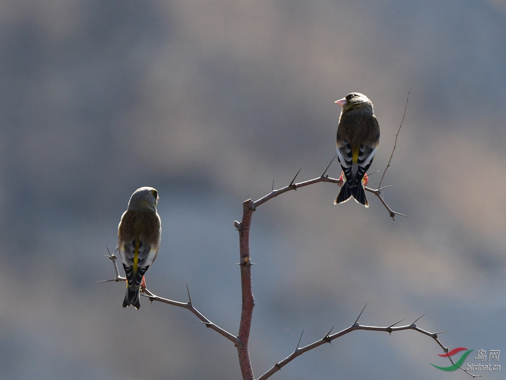 D50_2937.jpg