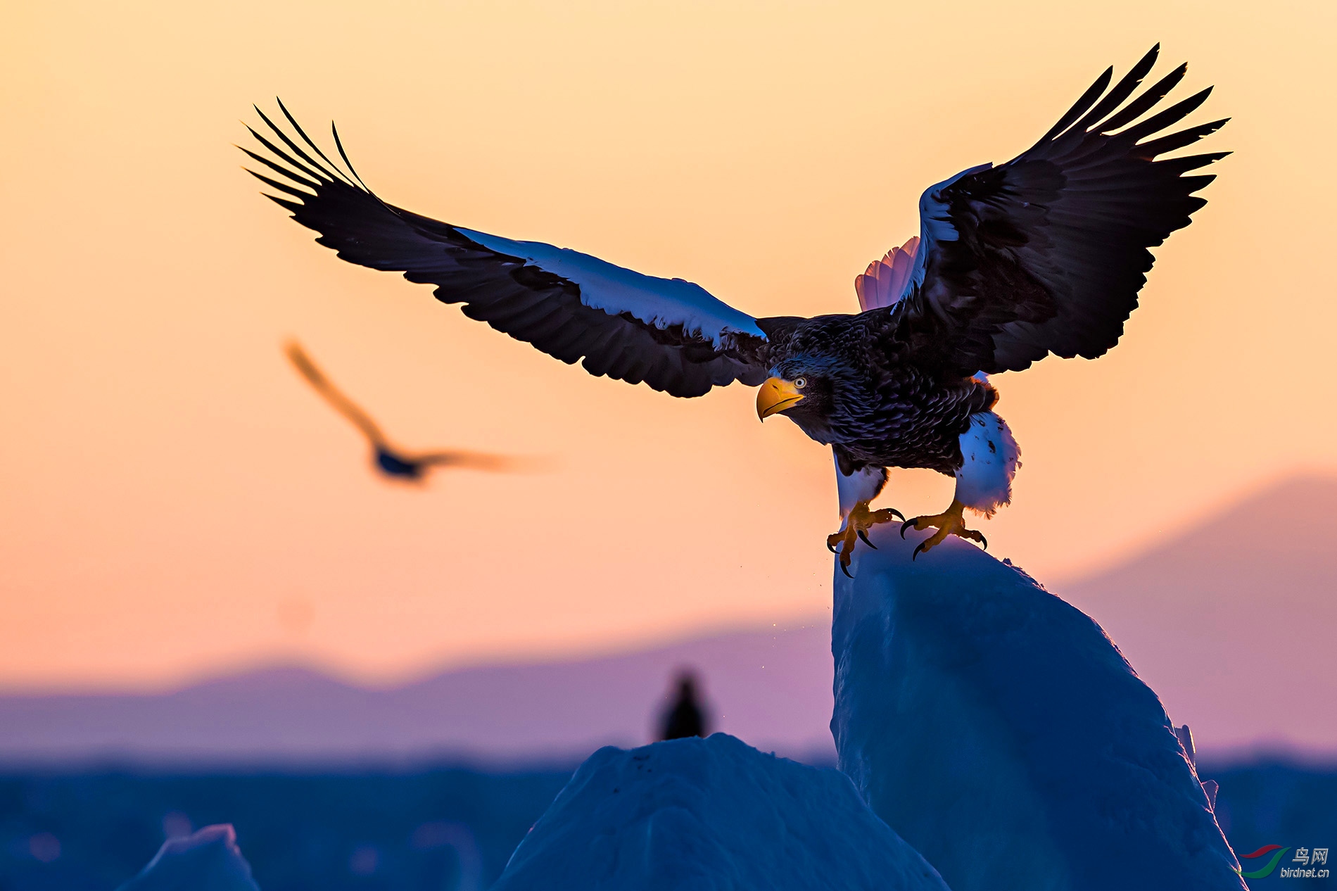 居高临下—虎头海雕(祝贺佳作荣获首页精华)