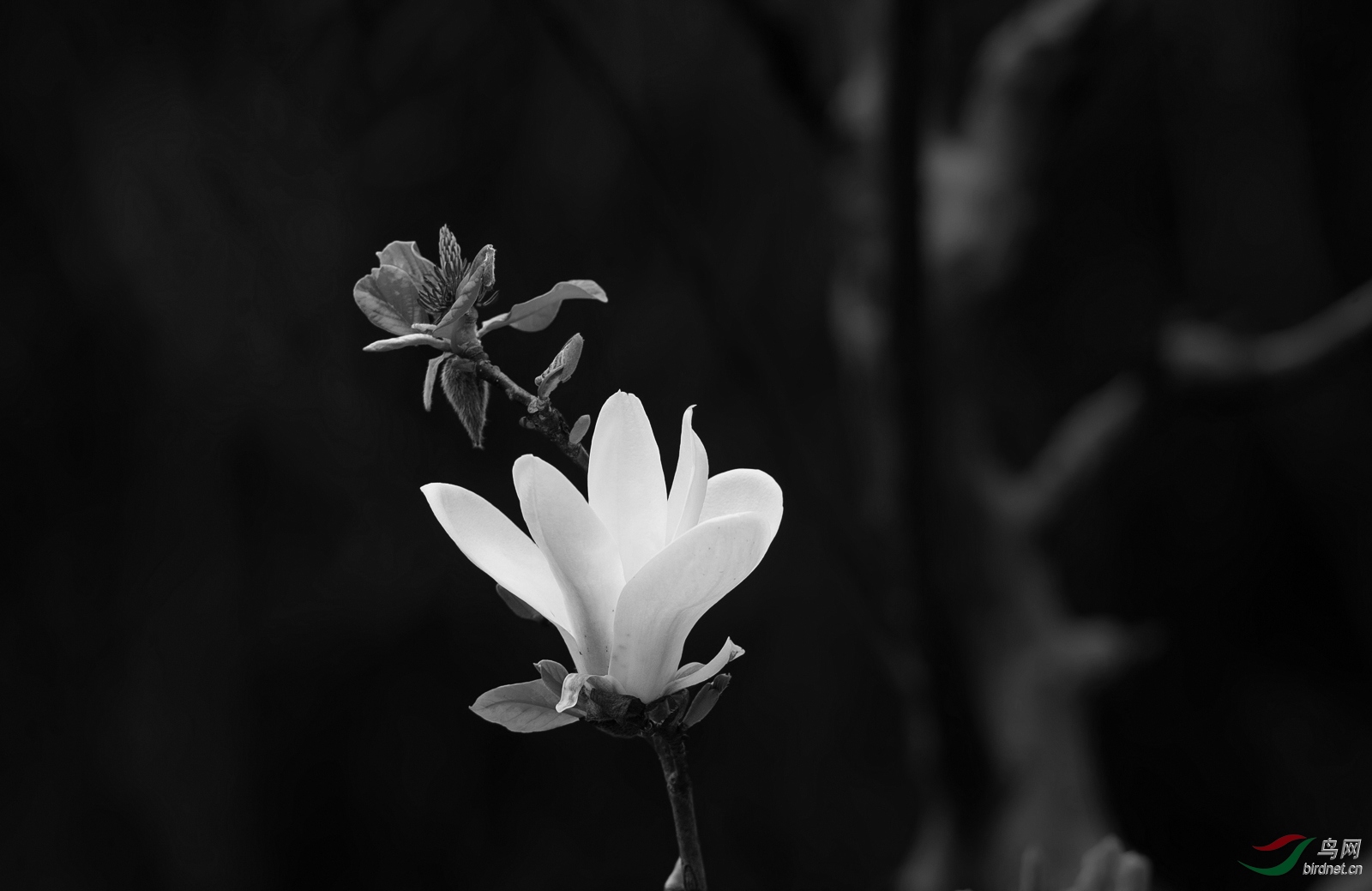 [風光] 枯木逢春------祝賀榮獲黑白影像首頁精華!