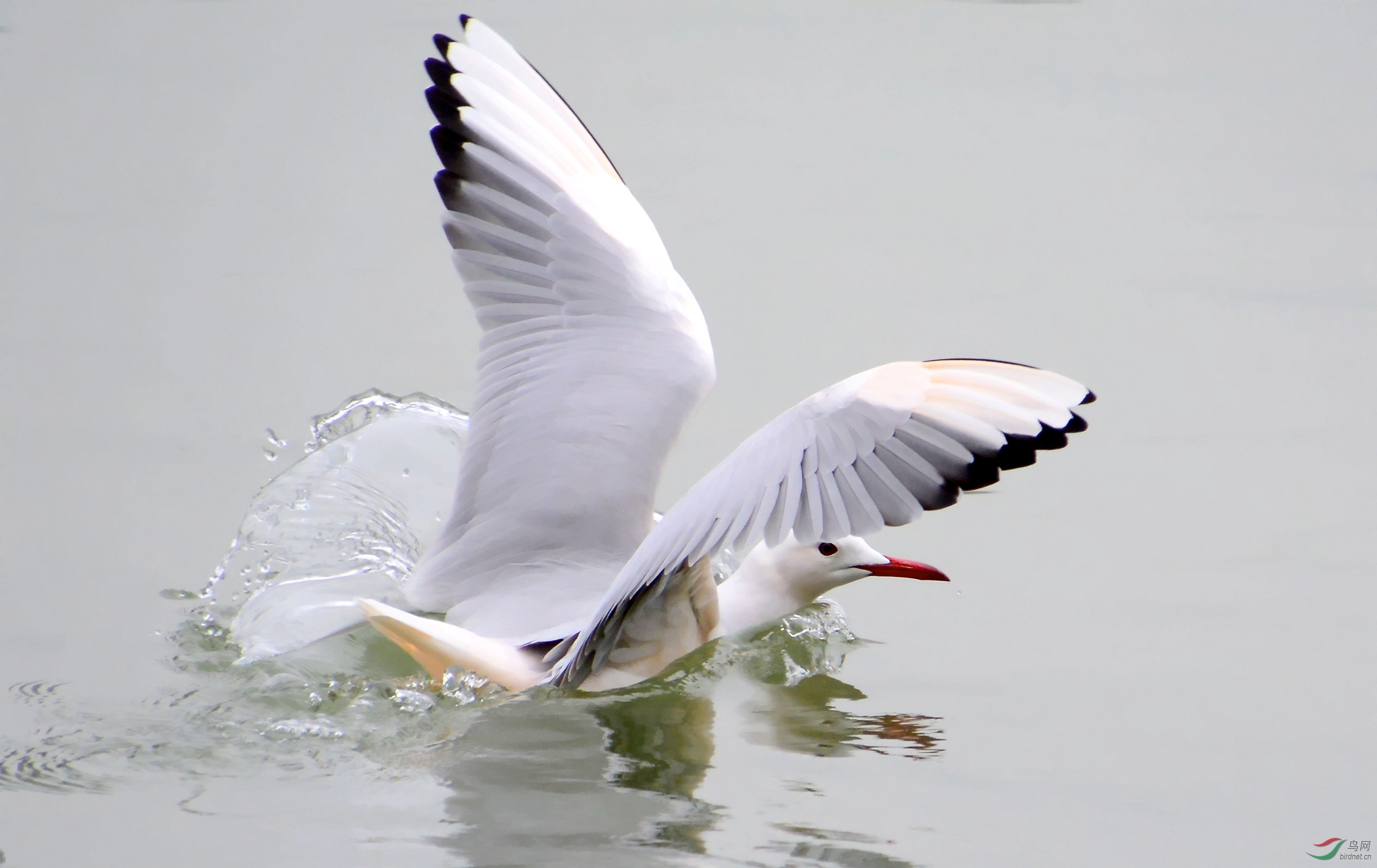 DSC_0881_conew1.jpg