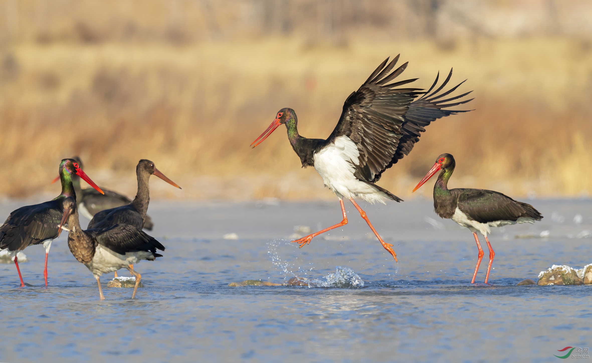 ���ֵ��糿