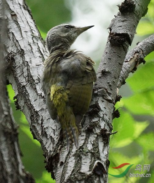 greyheaded_woodpecker_1.jpg