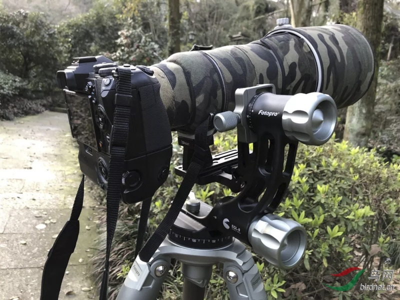 金雕系列脚架e9拍鸟试用测评