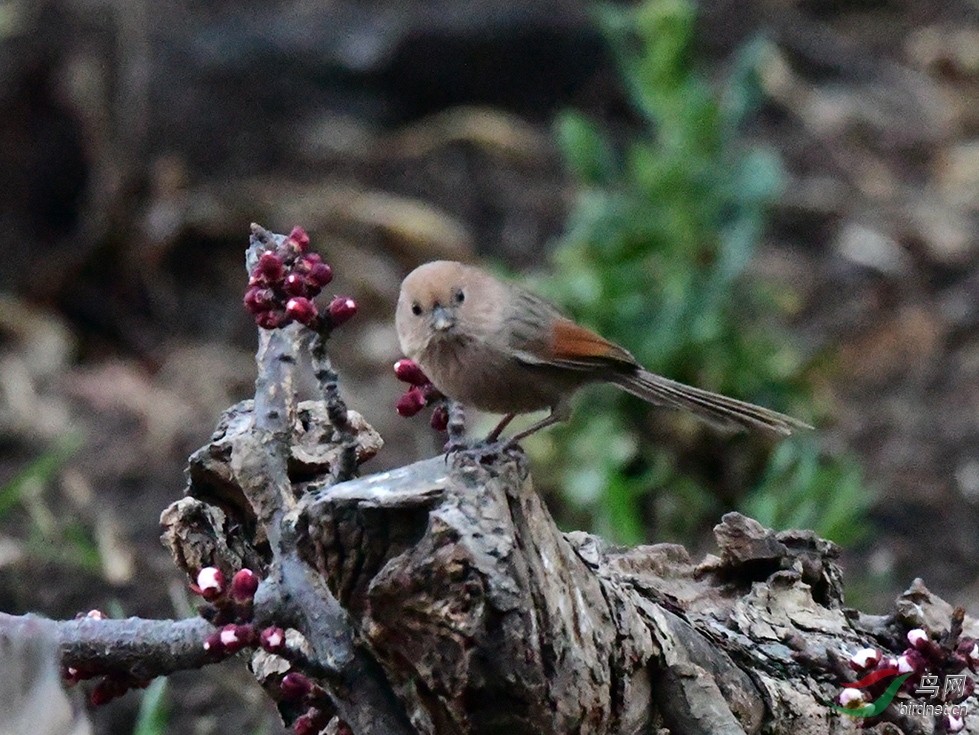 D50_2811.jpg