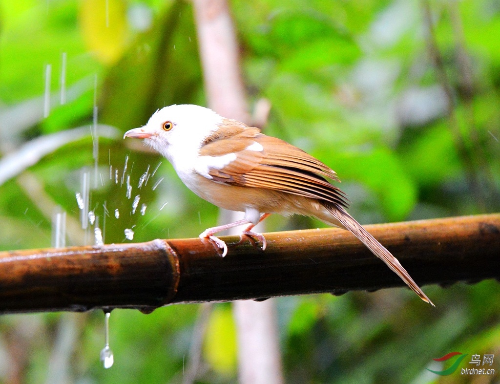 白头鵙鹛 - 尼康专栏 鸟网