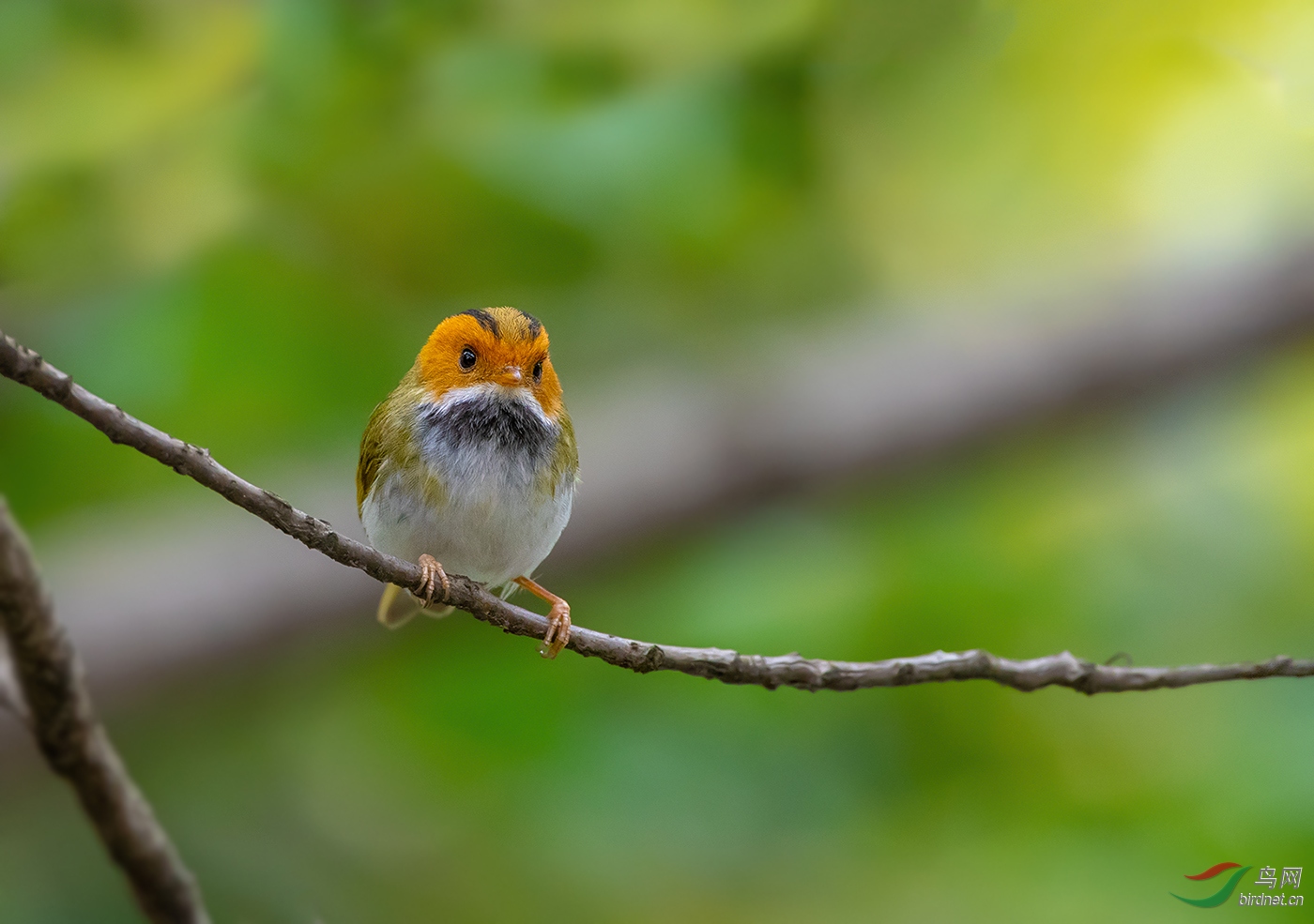 棕脸鹟莺 - 西藏版 xizang 鸟网