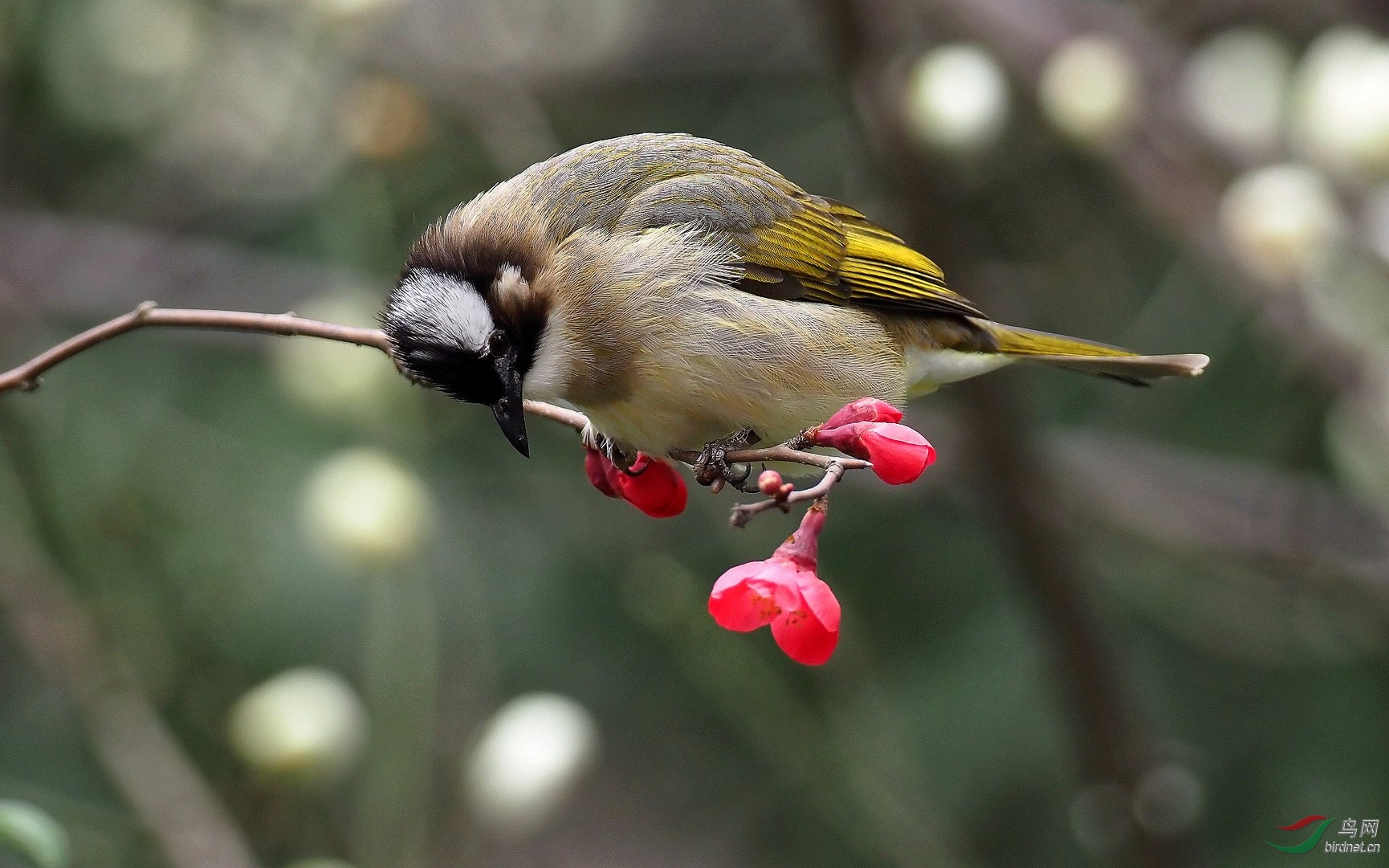 P2153759_����_DxO (����).jpg