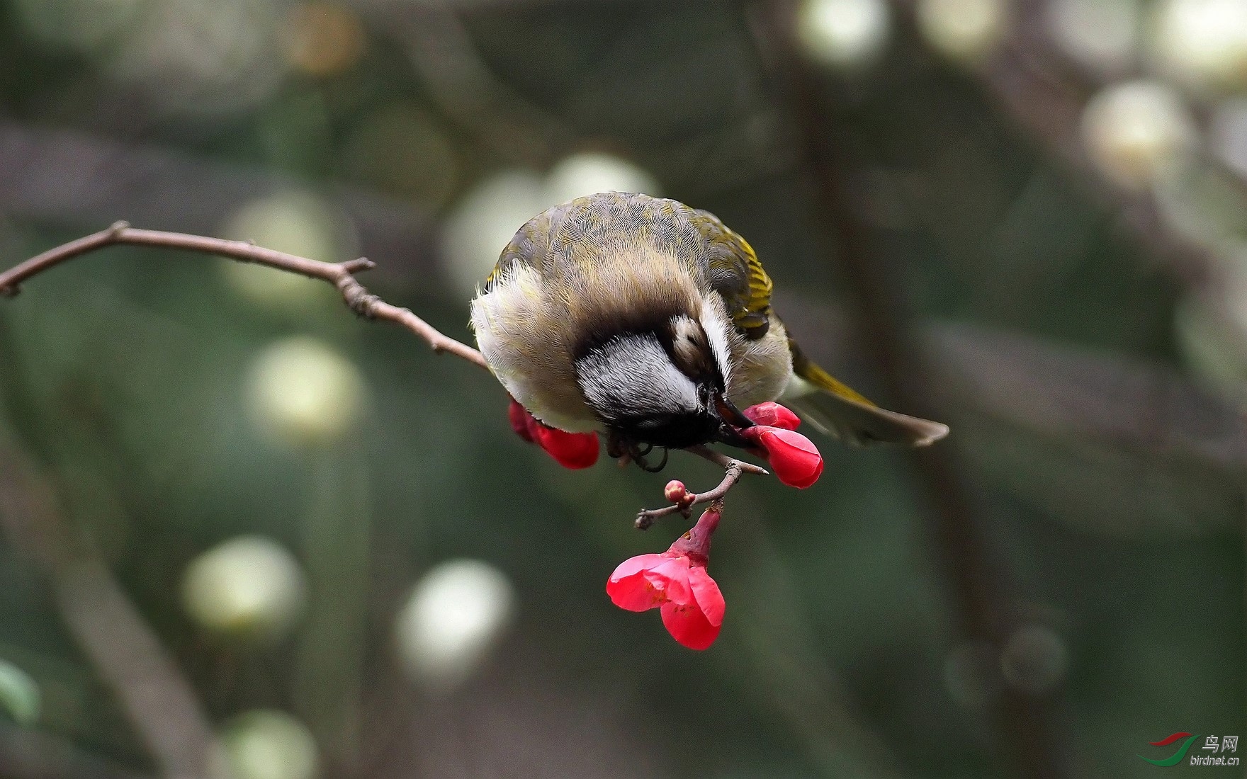 P2153700_����_DxO (����).jpg