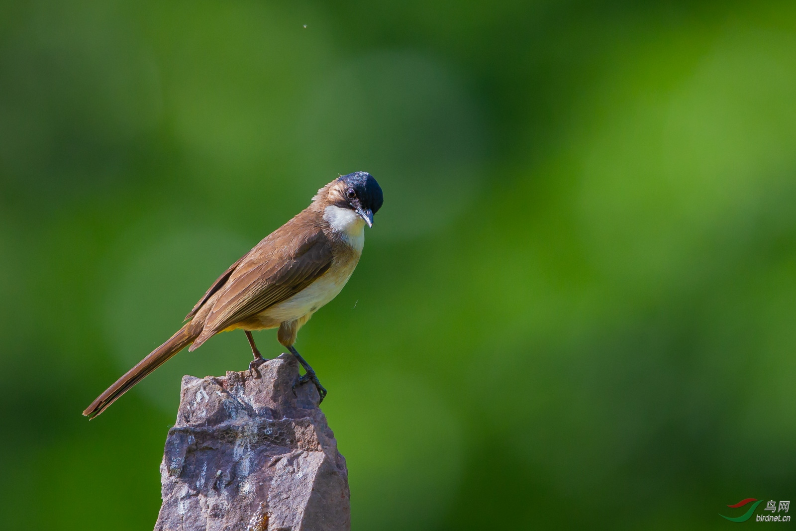黄臀鹎 贺获鸟网首页鸟类精华!