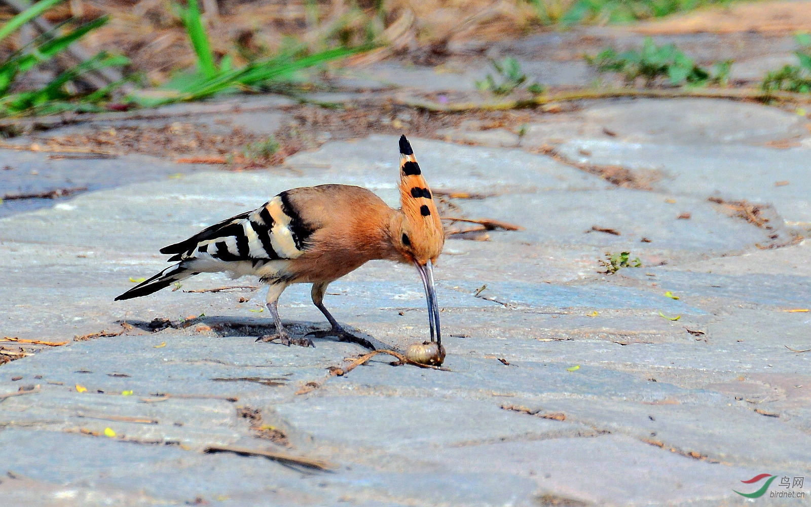 DSC_6048.JPG