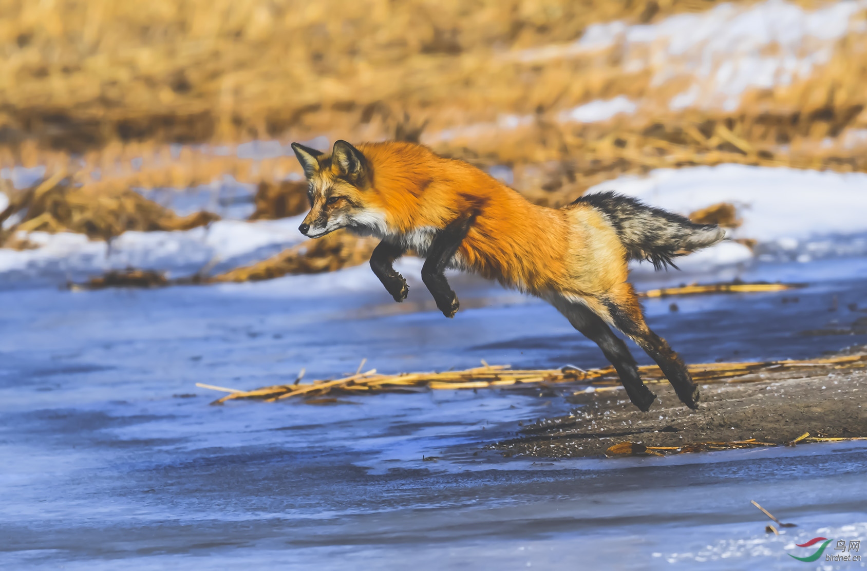 赤狐腾跃的魅力