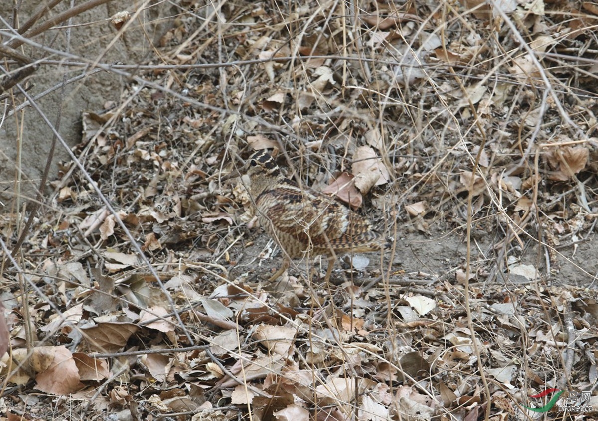 考眼力-有鸟吗?