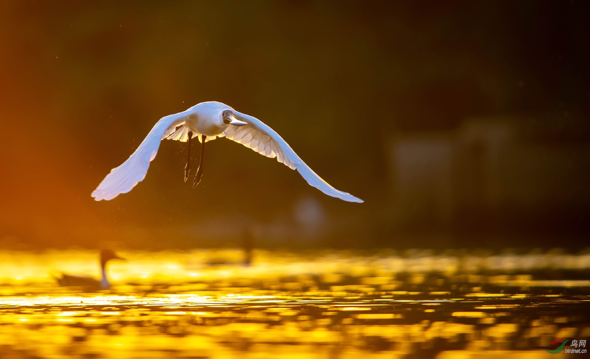 ZXC_2215-2 ����.jpg