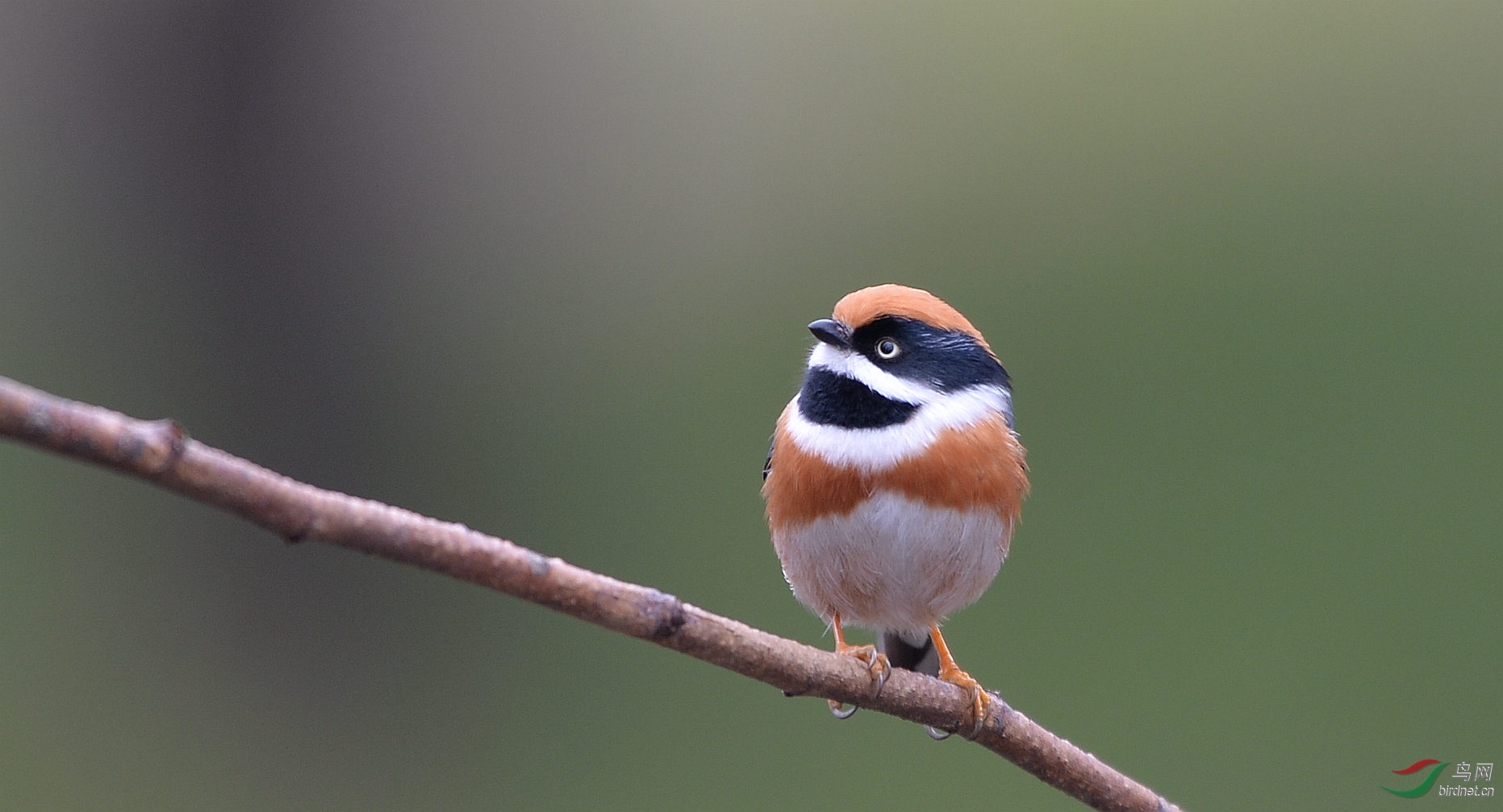 向往- 黑龙江版 heilongjiang 鸟网
