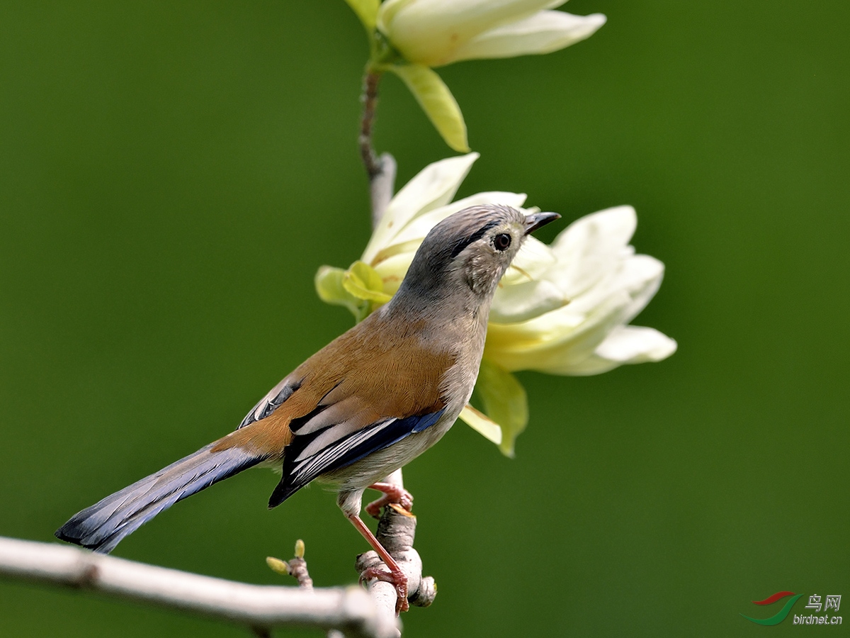 ����ϣ��