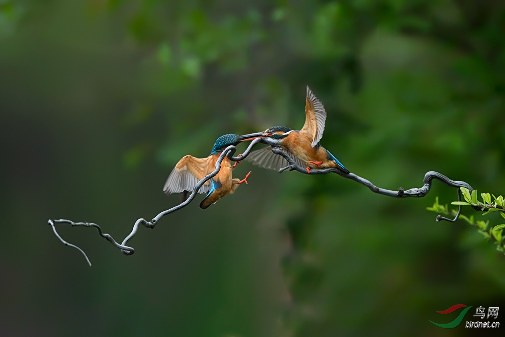 DSC_6406a.jpg