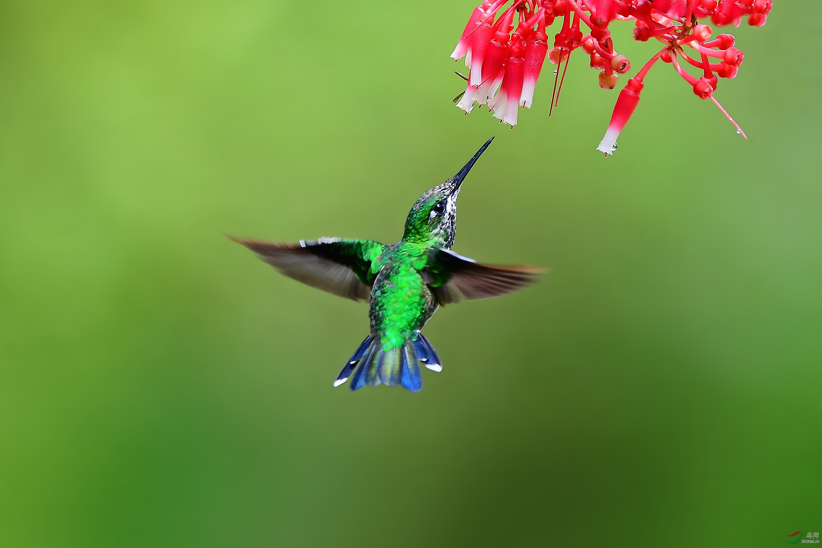 绿辉蜂鸟祝贺荣获首页鸟类精华