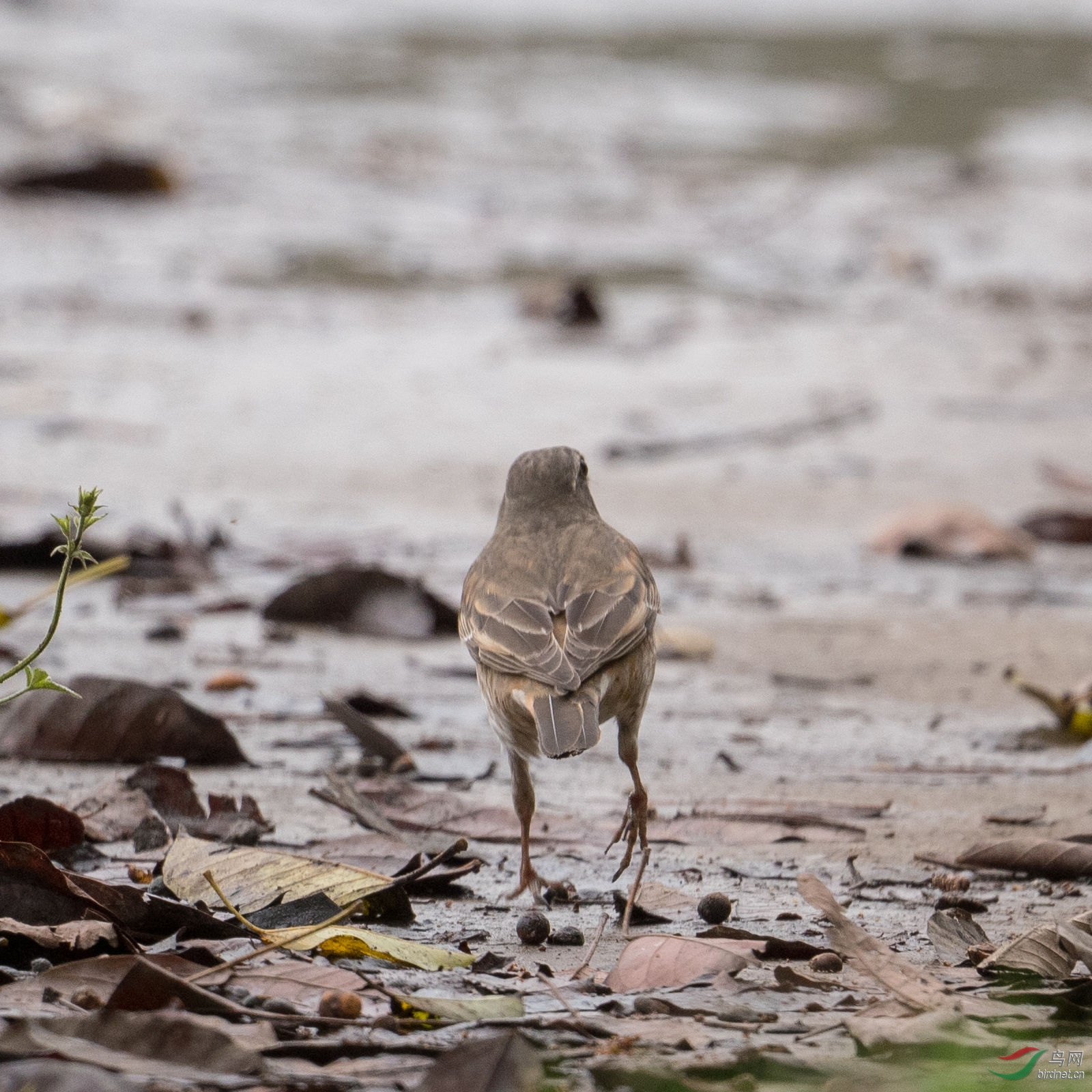 DSC_4914_cr.jpg