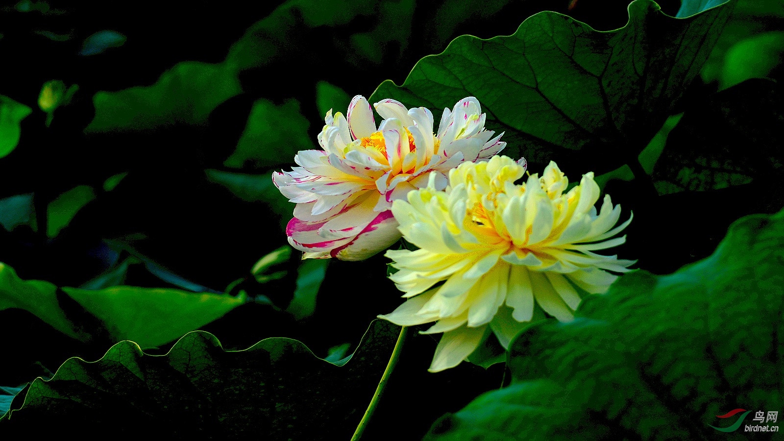 DSC_4636.JPG