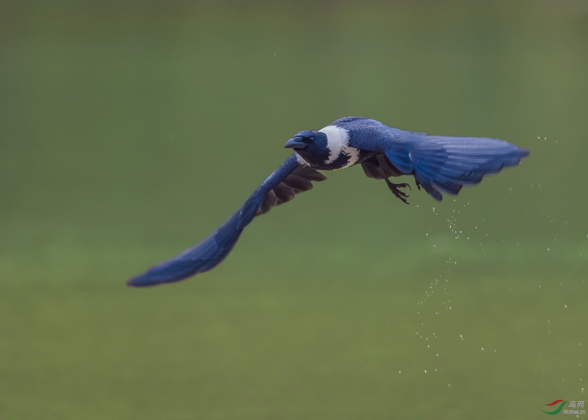 濒危动物白颈乌鸦