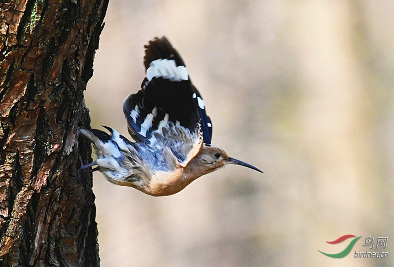 DSC_1779 (2)_����.jpg