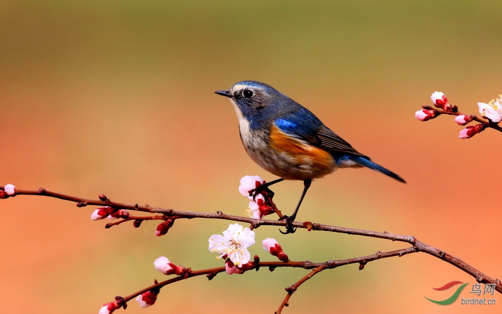 迎春- 野生动物风光版 鸟网