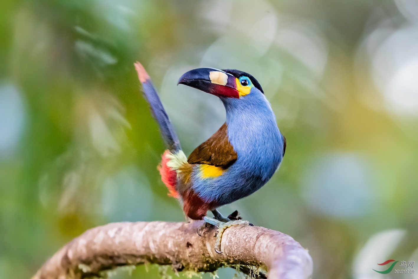南美《扁嘴山巨嘴鸟》【荣获首页鸟类精华】