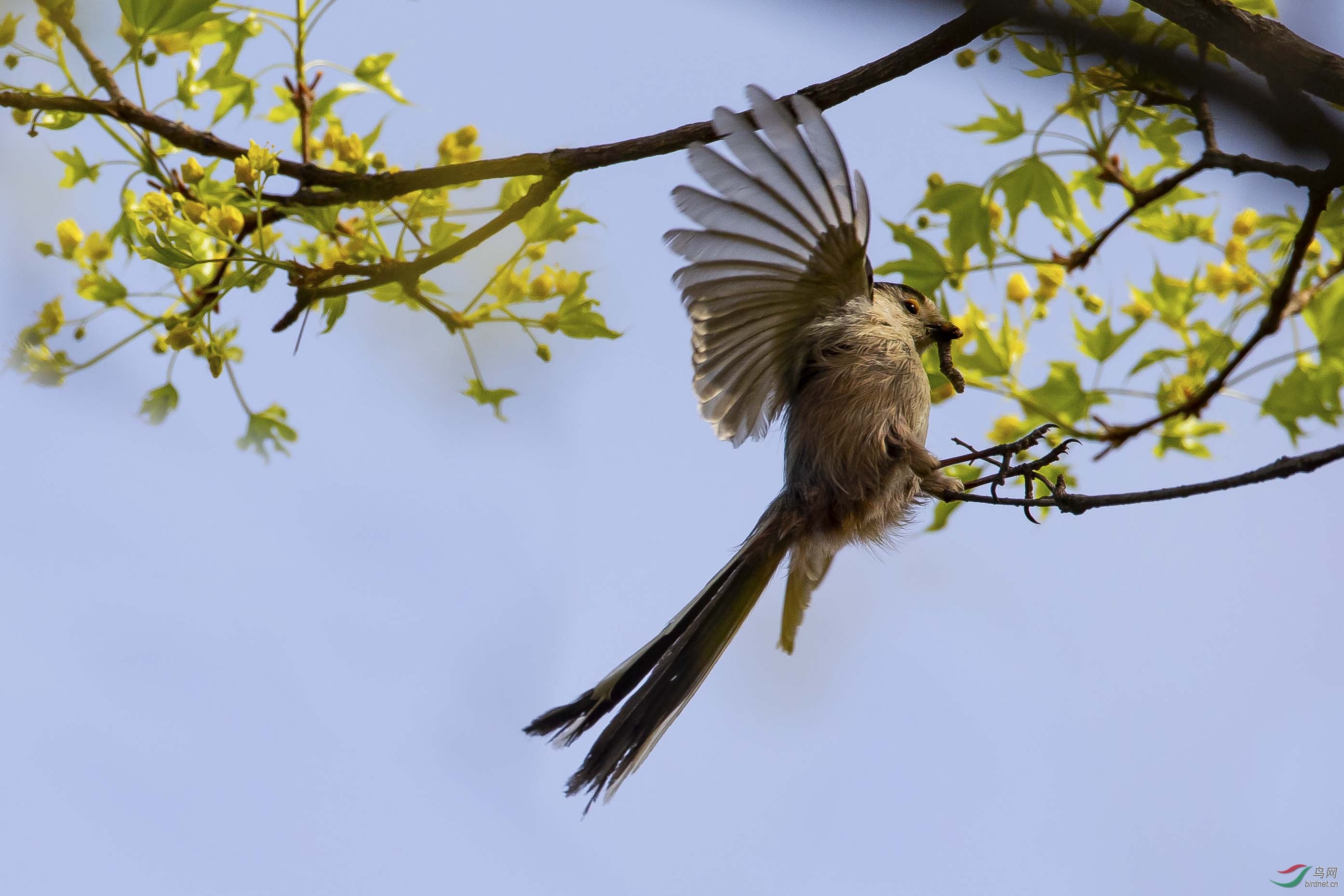 回巢——银喉长尾山雀