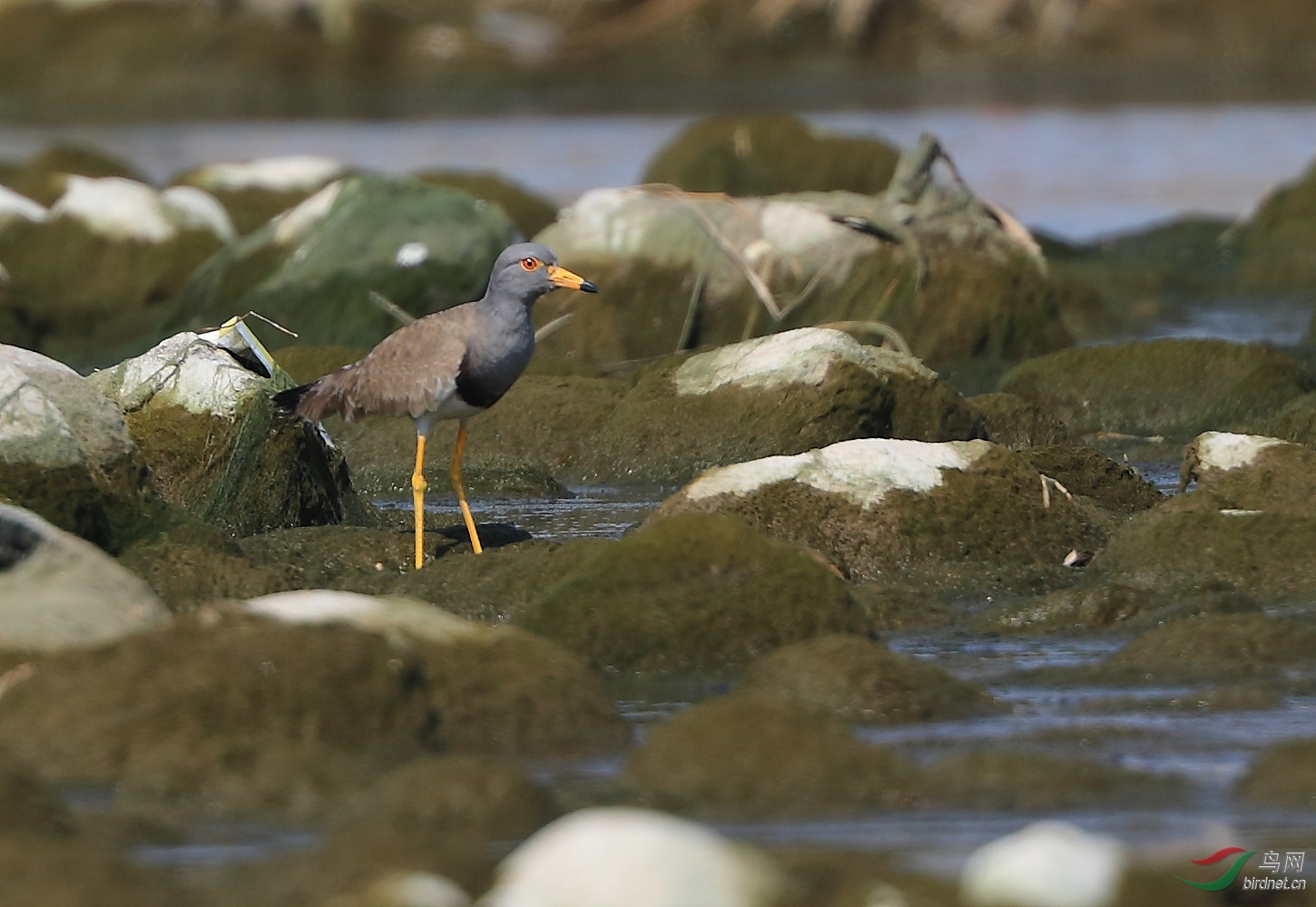 河北省主要野生鸟类图片