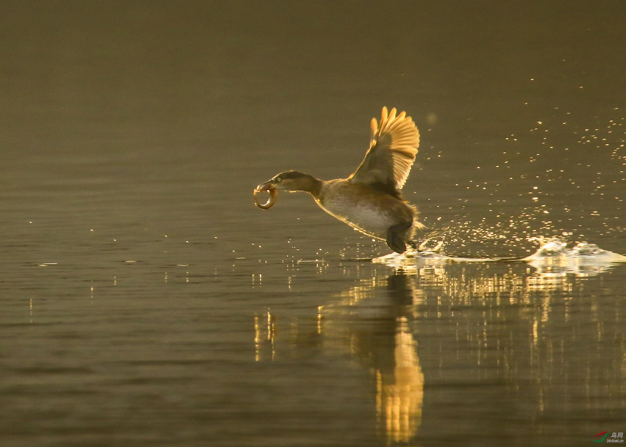 飞跑- 河北版 hebei 鸟网