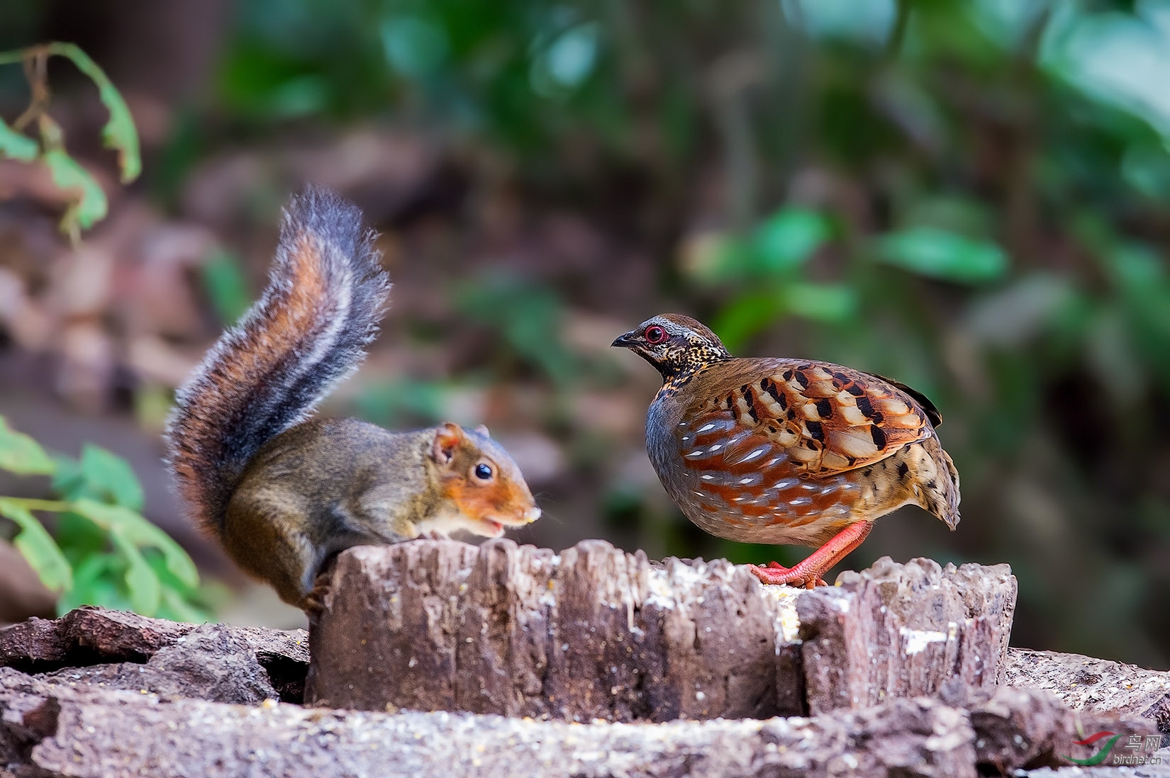 DSC_1421-a.jpg