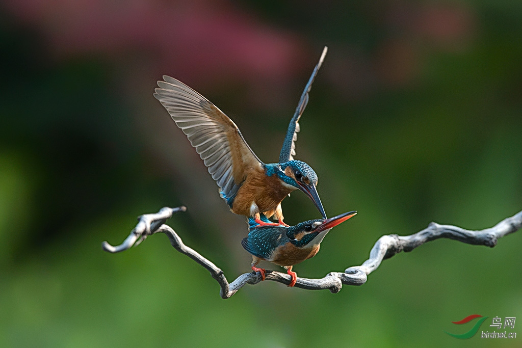 DSC_6500a.jpg