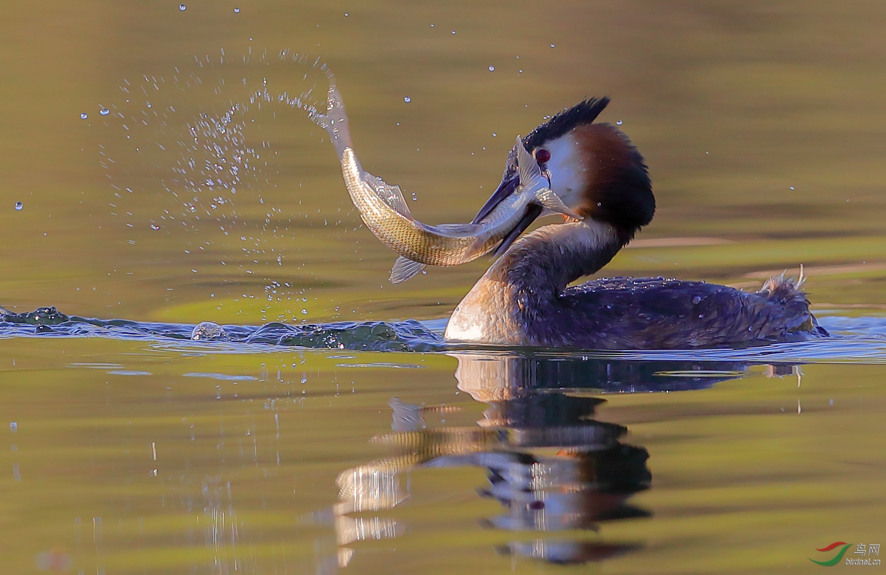 戏鱼祝贺荣获首页鸟类精华