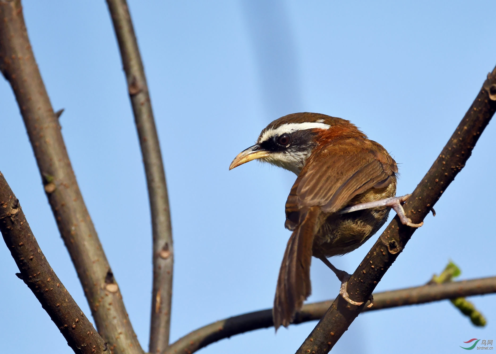 DSC_2083a.jpg