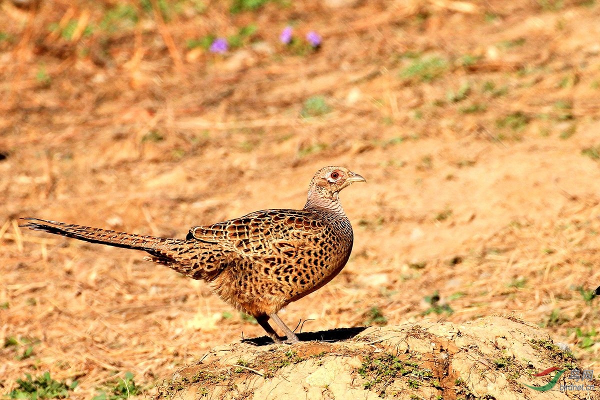 [林鸟] 小母鸡------环颈雉